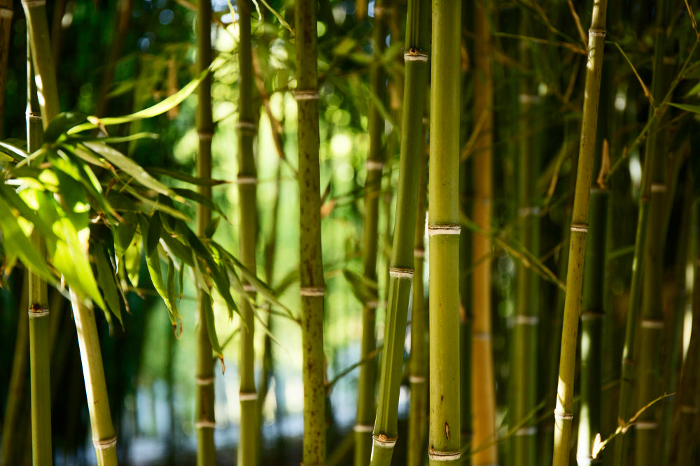 Why Bamboo is the Future of Sustainable Fashion